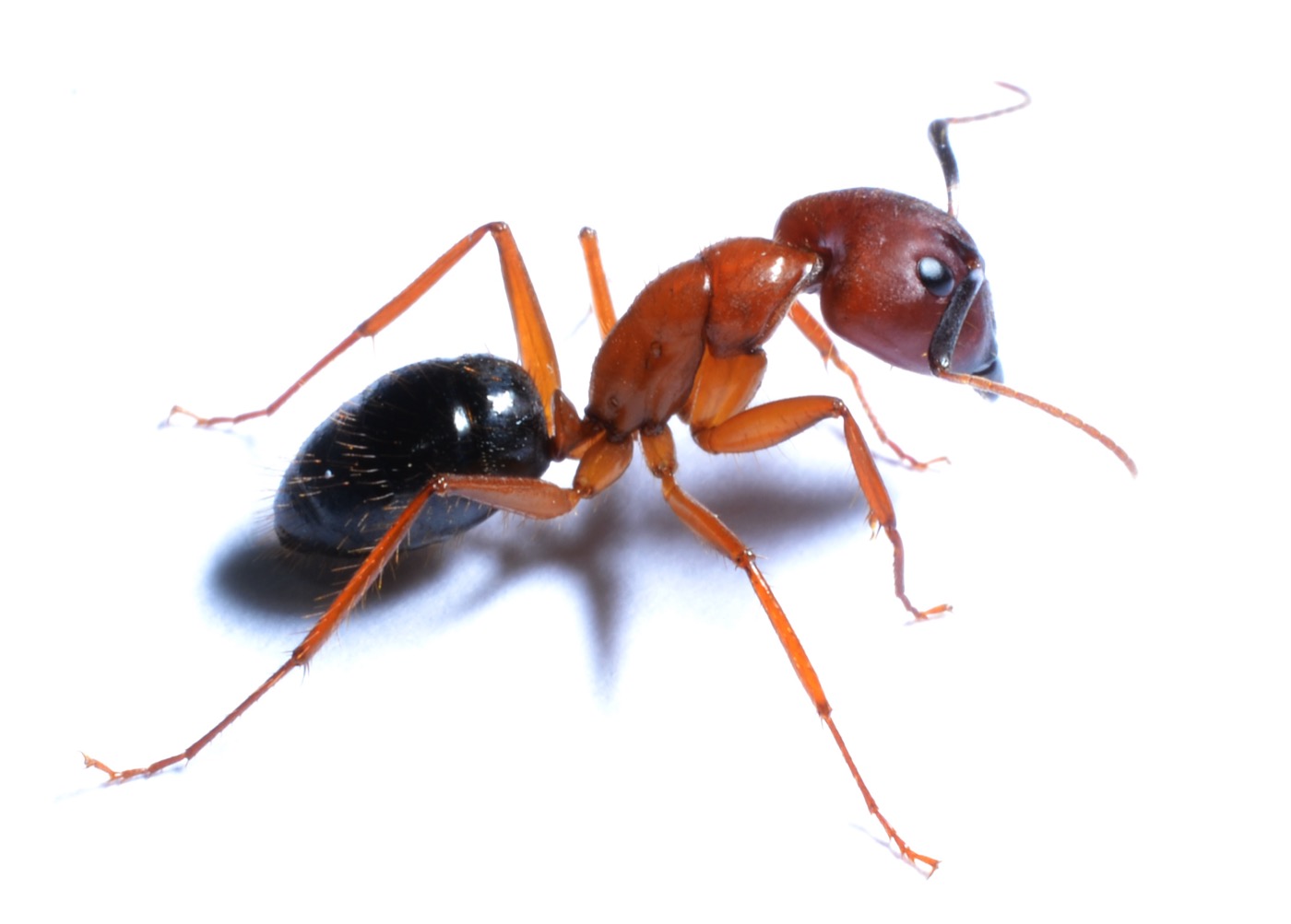 Carpenter Ants