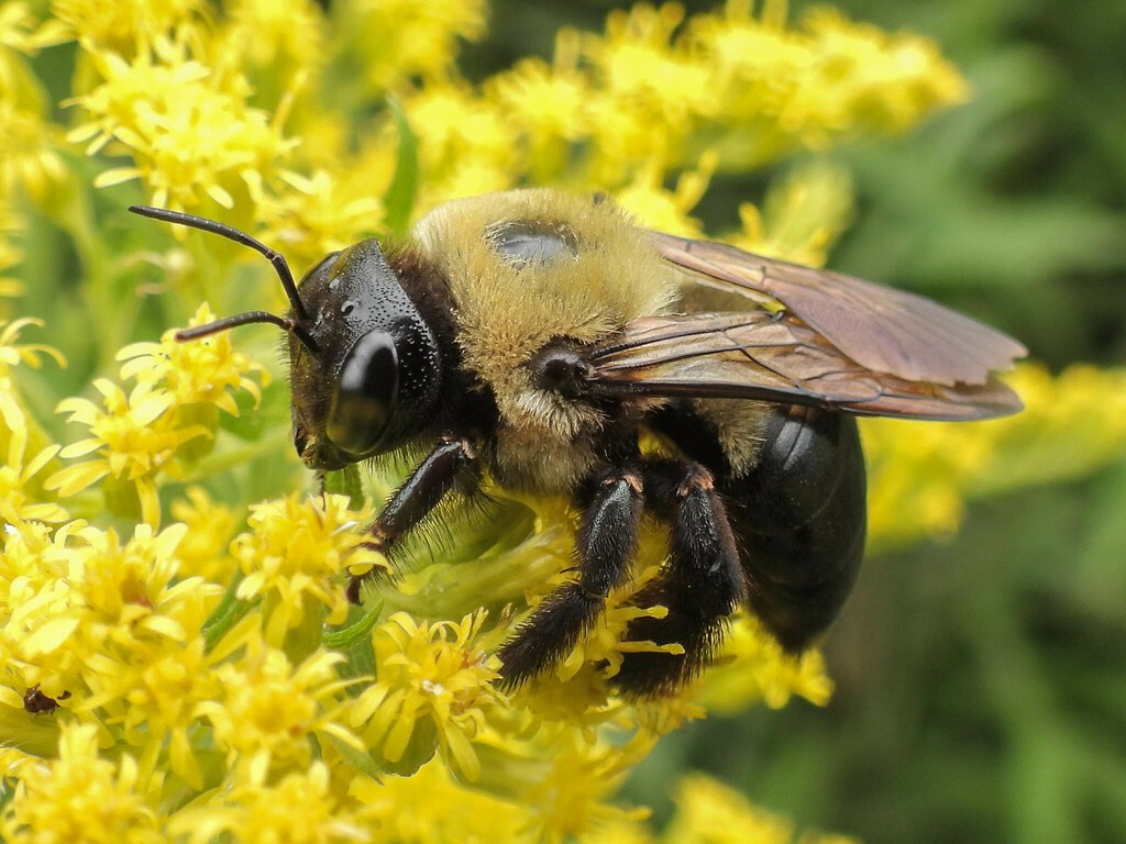 Carpenter Bees