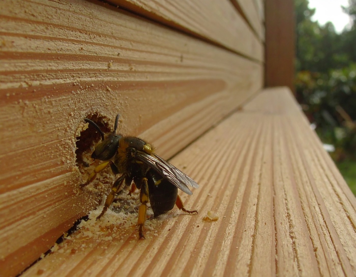 A perfectly round half-inch carpenter bee hole in a wooden post with coarse sawdust below it