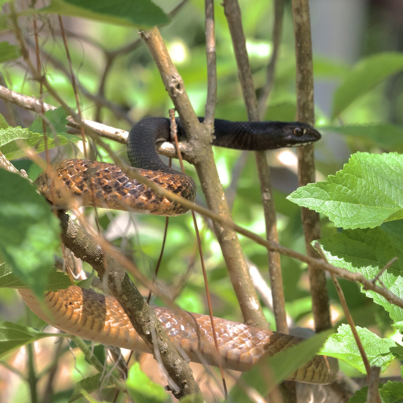 Coachwhip