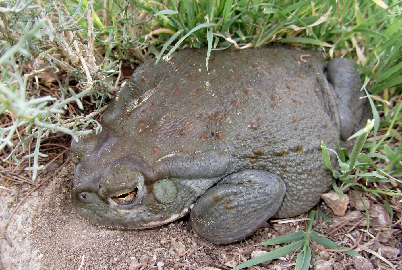 Colorado River Toad
