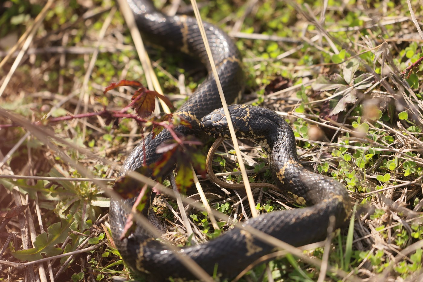 A large adult eastern kingsnake, glossy black with narrow linked yellow crossbands