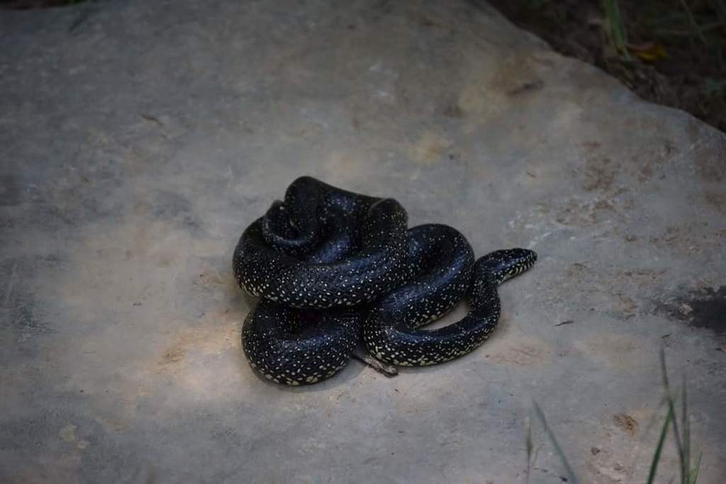 Common Kingsnake