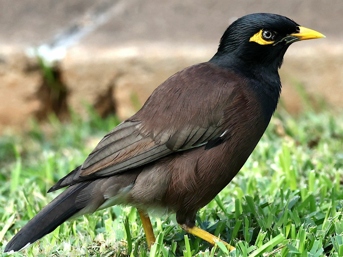 Common Myna