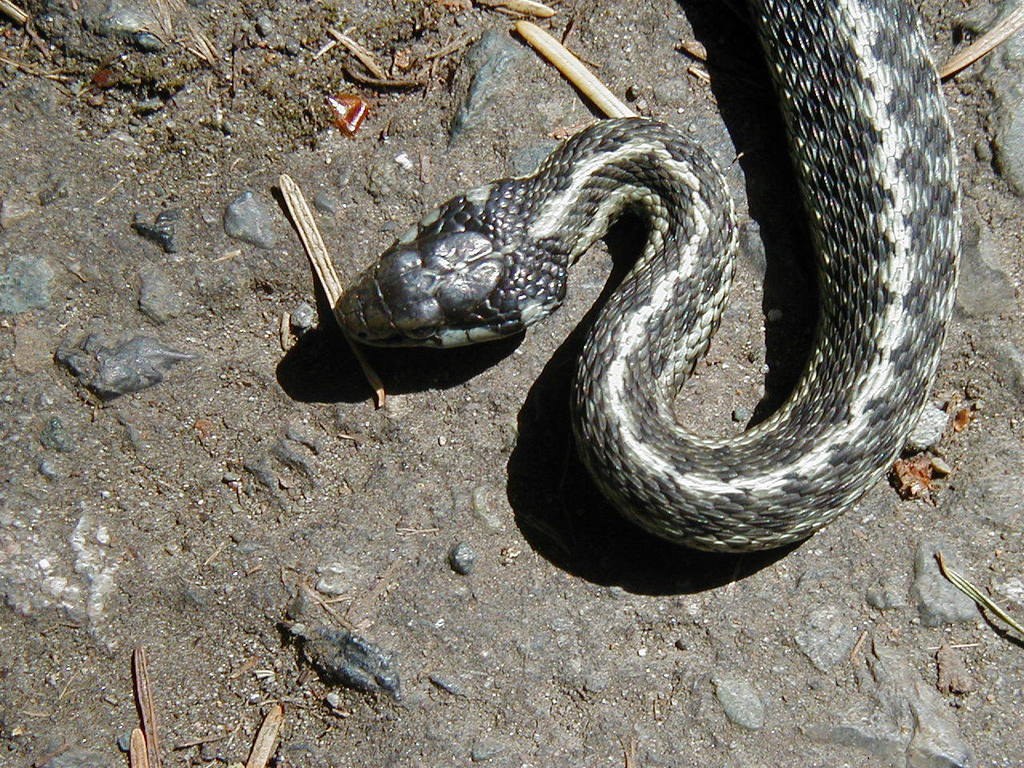 An adult garter snake basking, with the dorsal stripe and body pattern readable