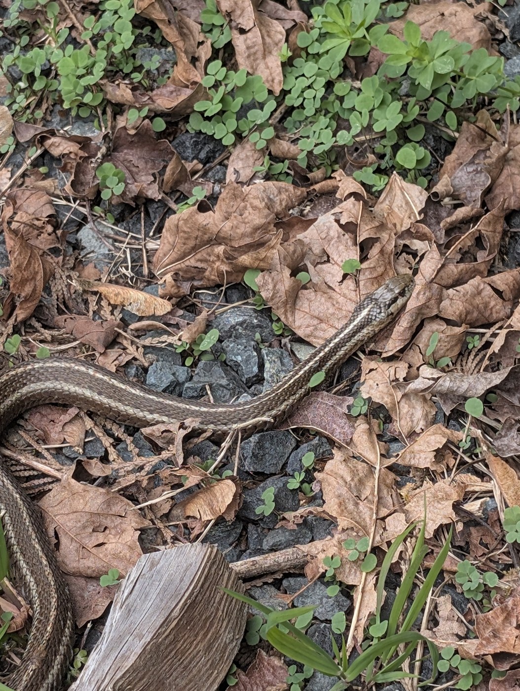Pacific Northwest Garter Snakes