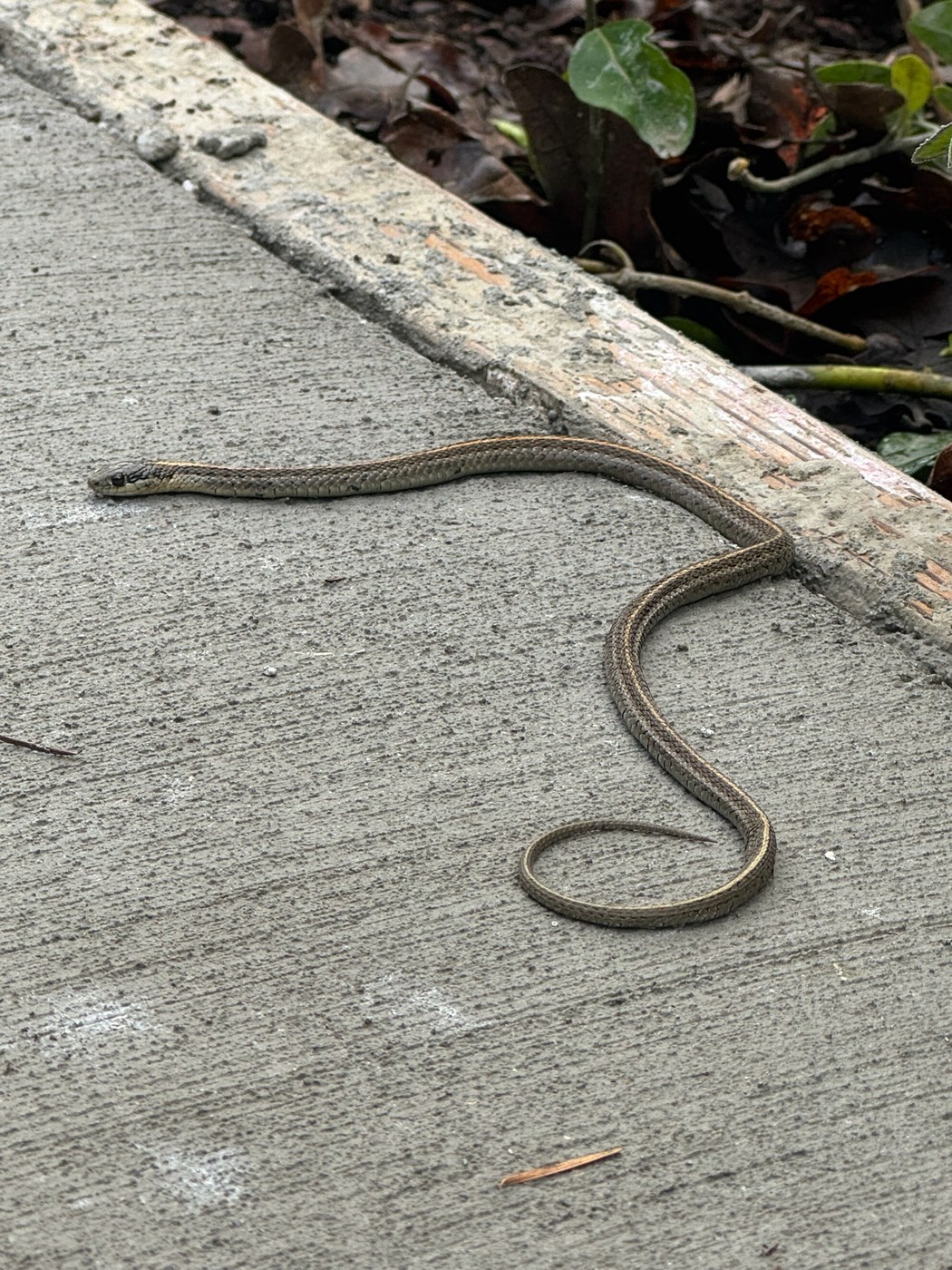 A young garter snake in grass, patterned like an adult but much smaller