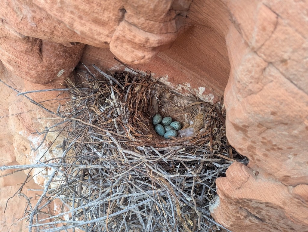 Pale bluish-green raven eggs with brown blotching in a large stick nest