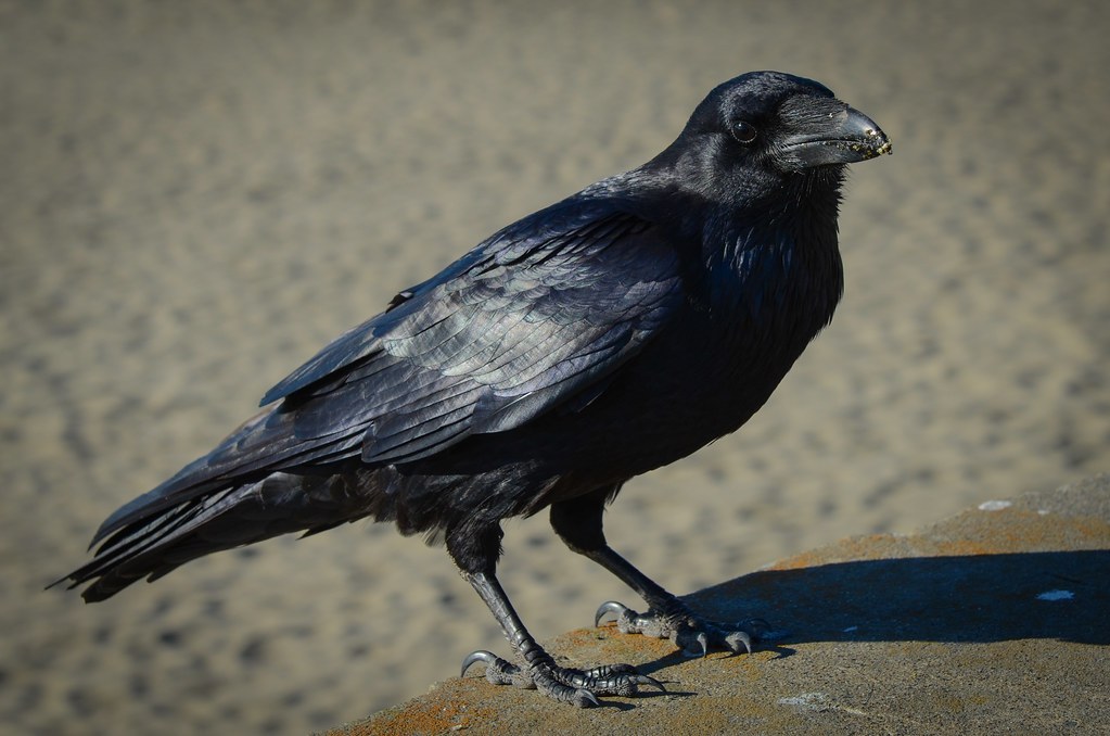 Common Raven