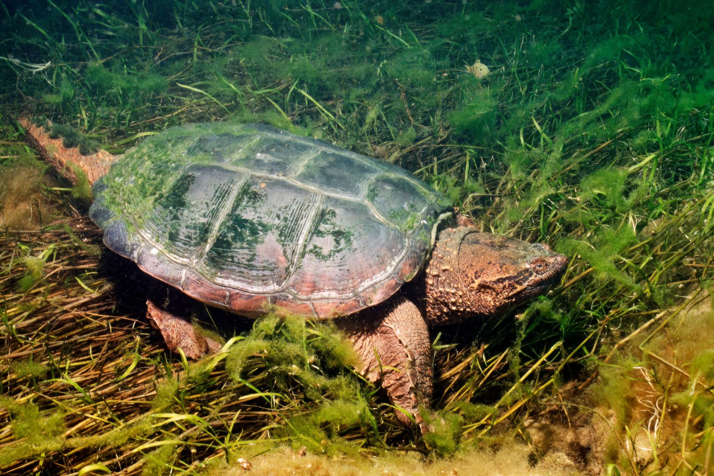 Common Snapping Turtle