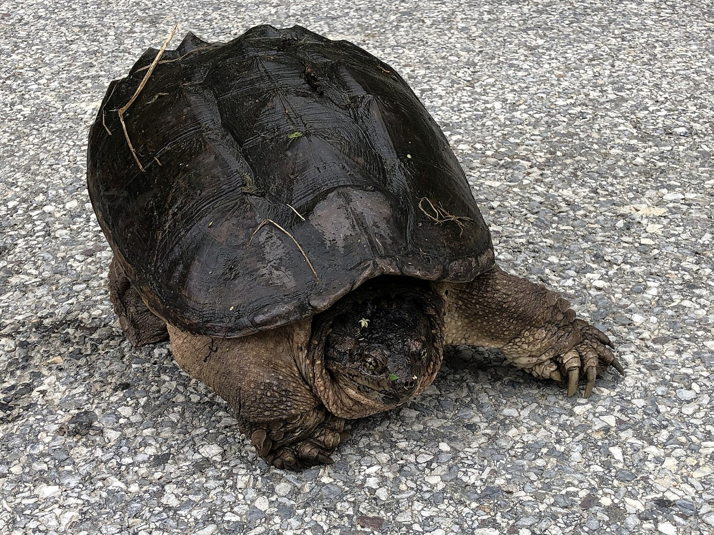 An adult snapping turtle crossing a lawn or driveway away from water