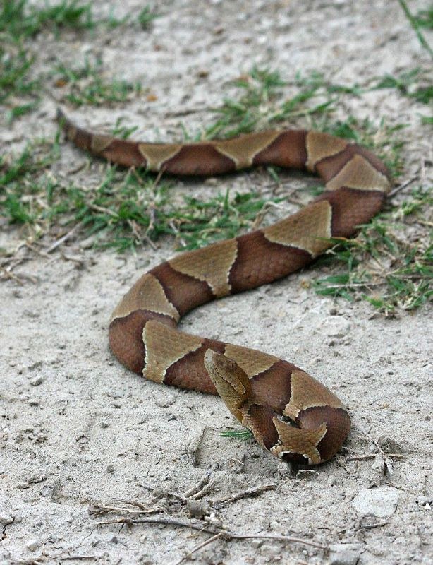 An adult copperhead showing hourglass crossbands and a coppery head