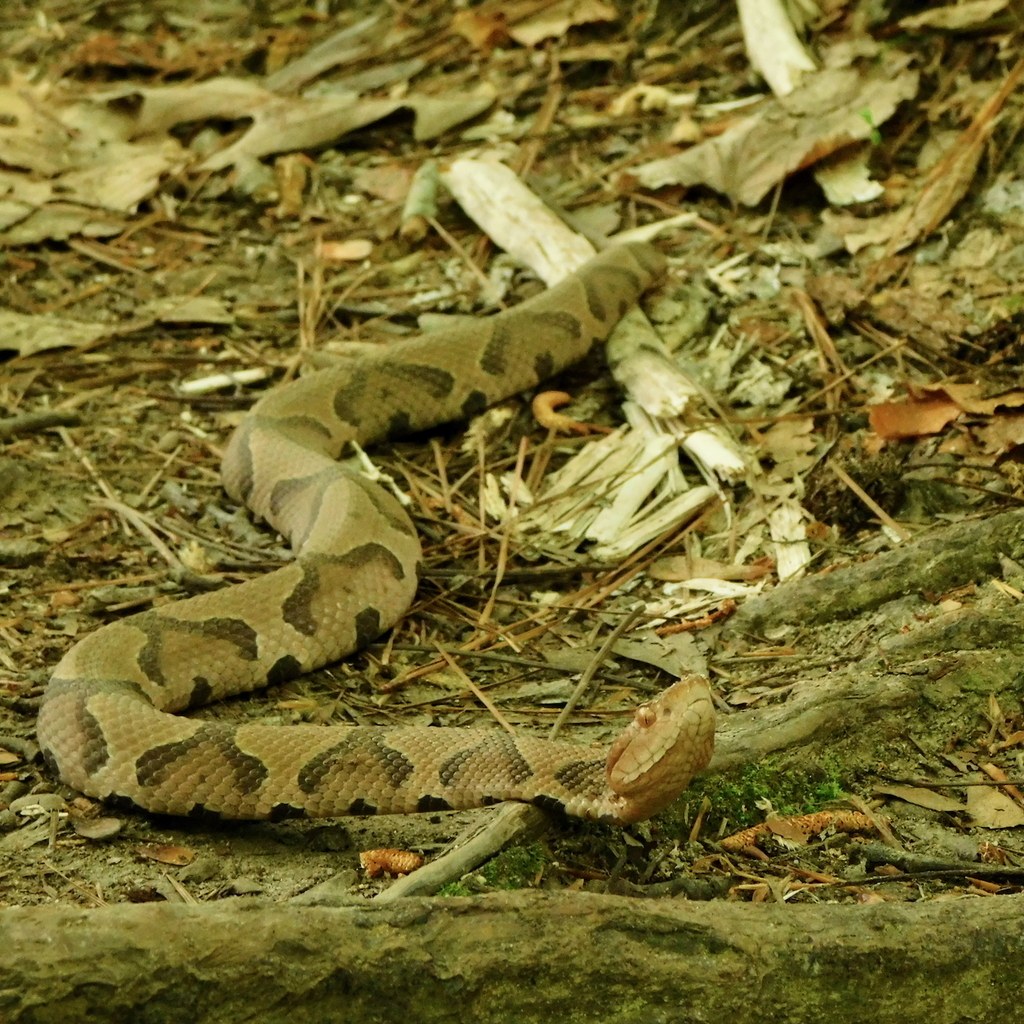 Copperhead