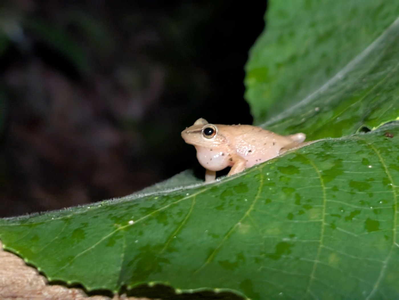 Coqui Frog