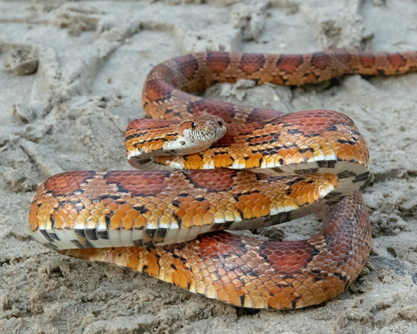 Corn Snake