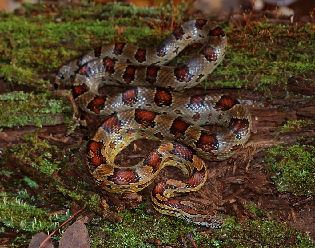 A young corn snake with pattern brightening toward adult coloring