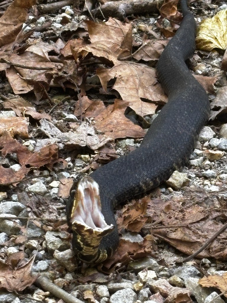 Cottonmouth (Water Moccasin)