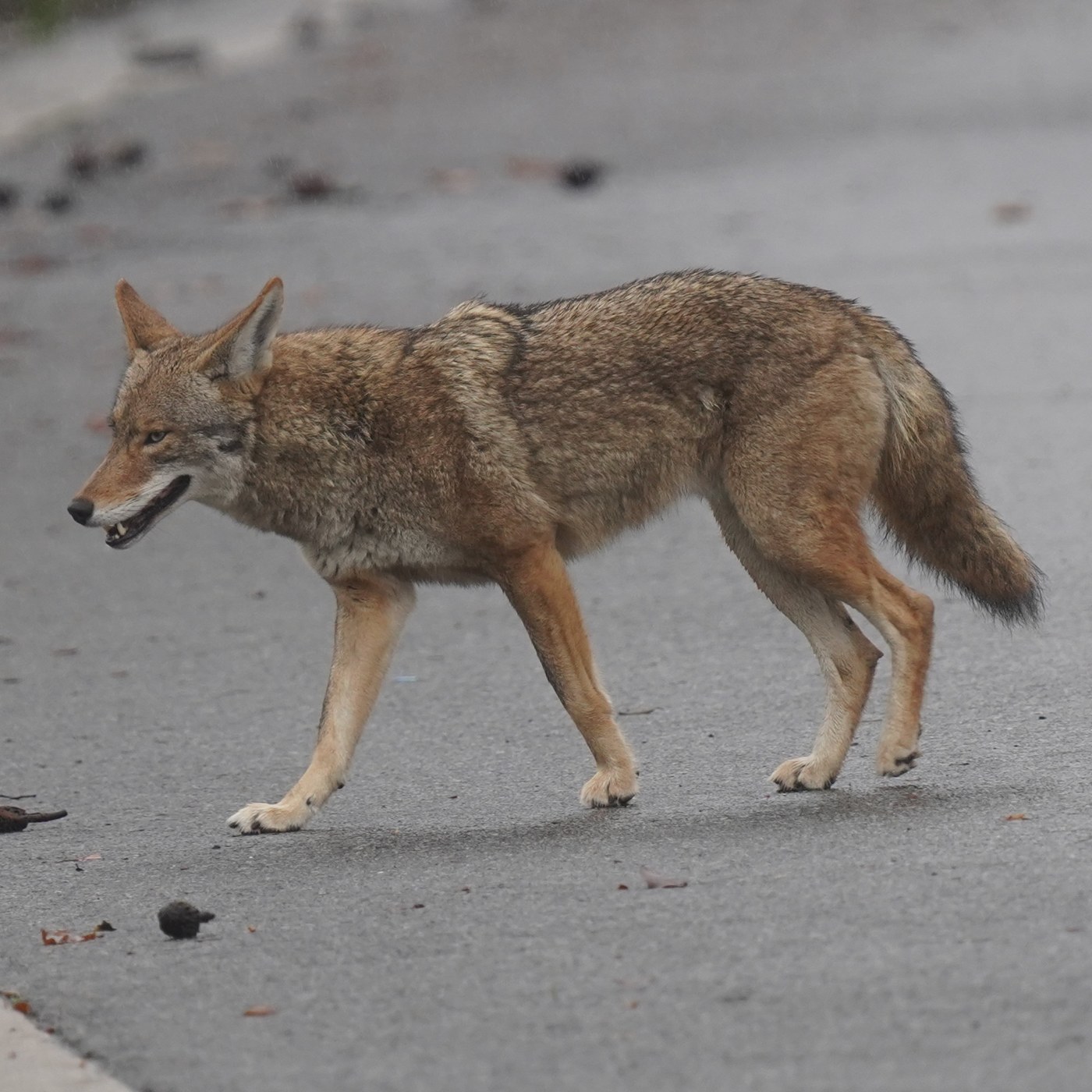 An adult coyote showing full body size and tail shape