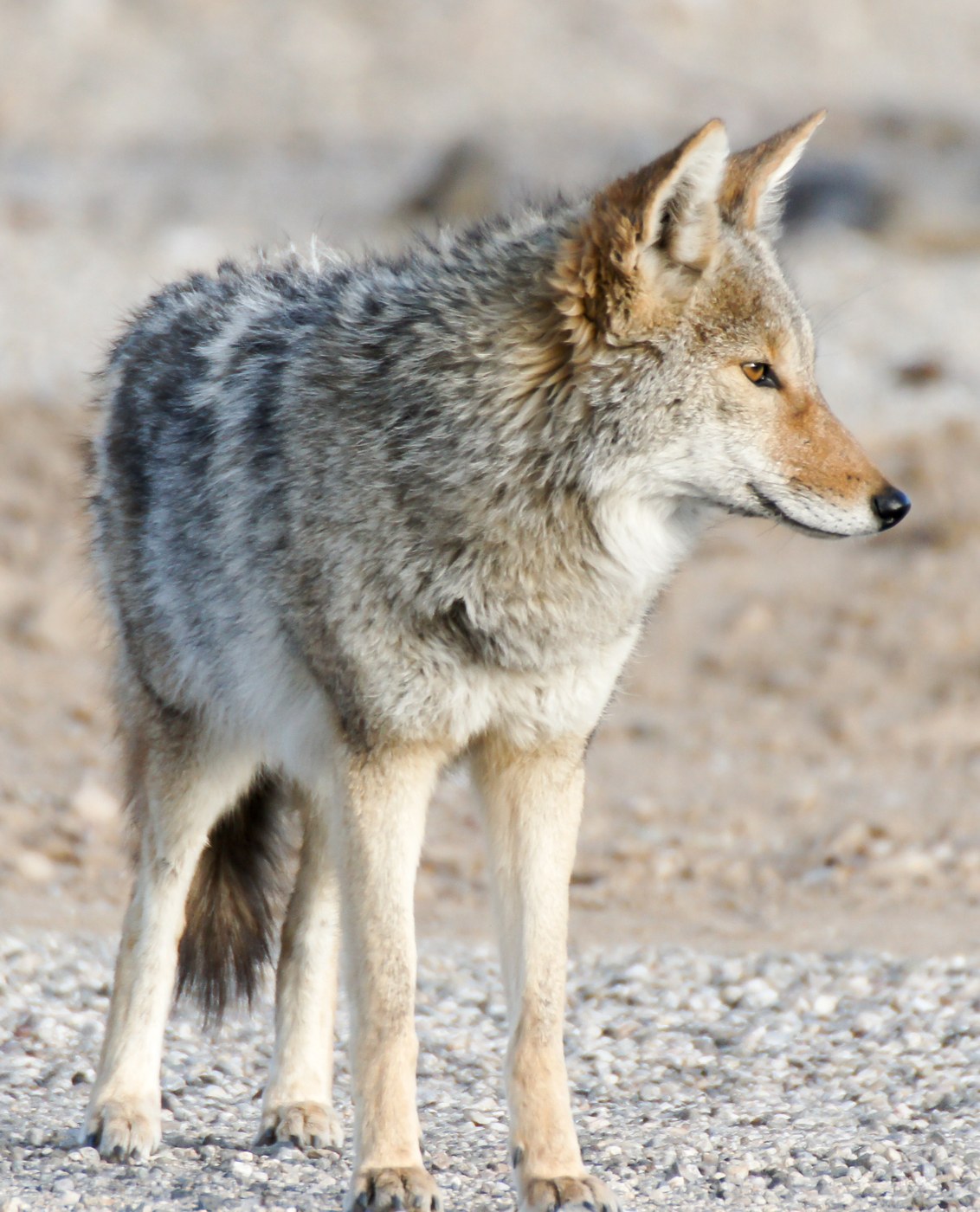 Coyote
