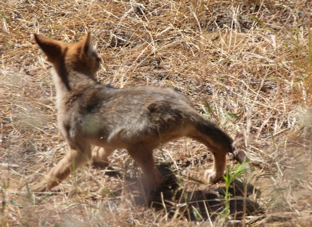 A young coyote traveling alone