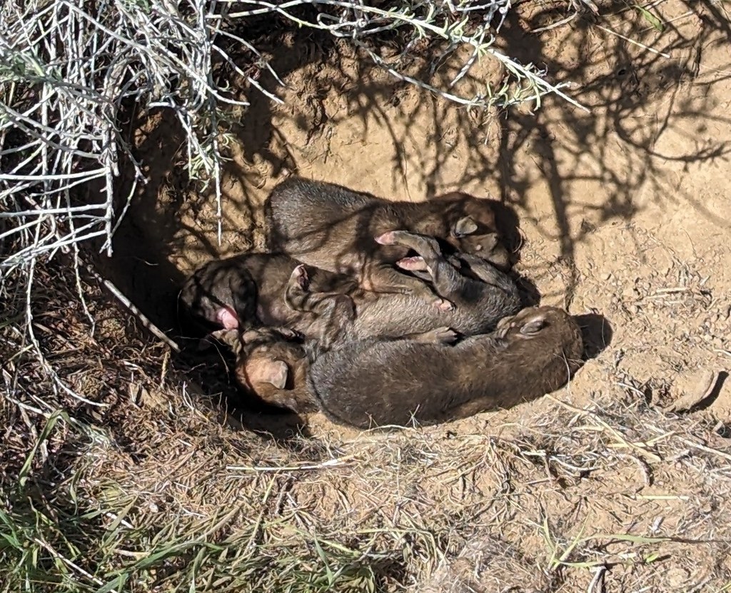 Coyote pups outside a den