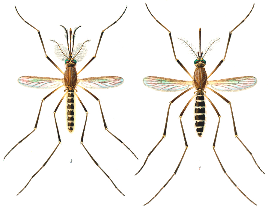 Adult Culex mosquito, plain brown body