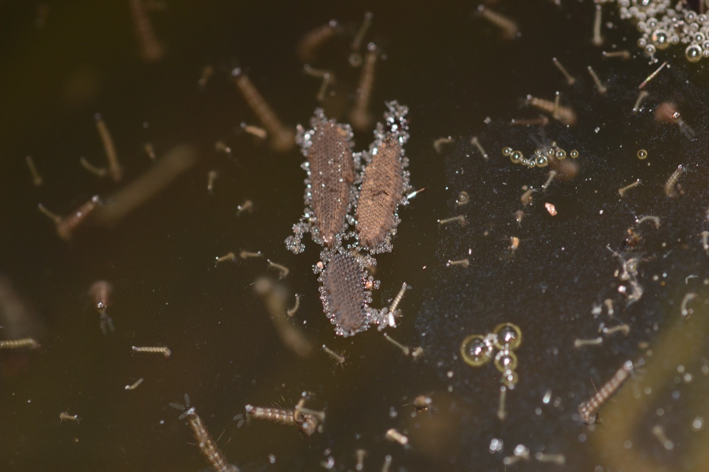 Culex egg raft floating on the surface of still water
