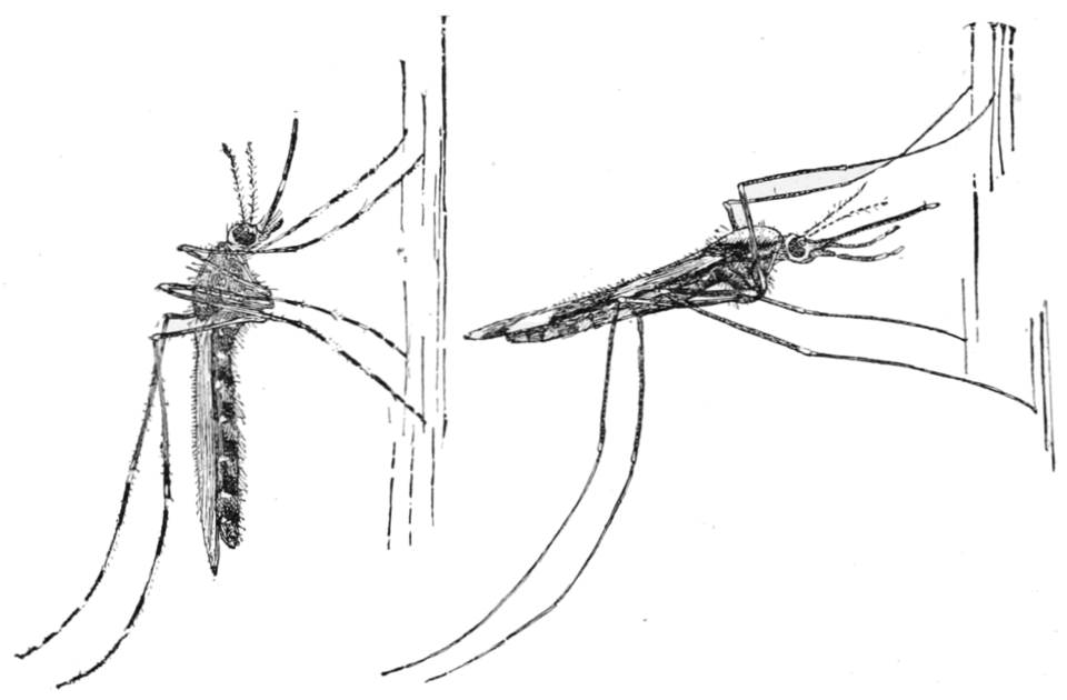 Culex Mosquitoes