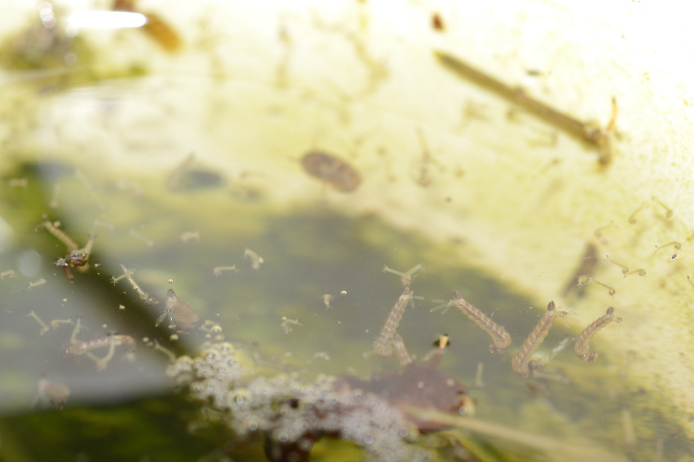 Culex larvae hanging beneath the surface of stagnant water
