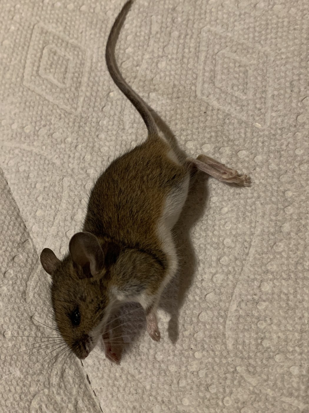 Adult deer mouse showing the white underside, large eyes, and sharply two-toned tail
