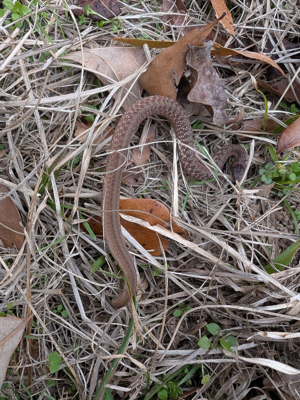 An adult DeKay's brownsnake with the characteristic spotted back stripe, coiled on garden soil