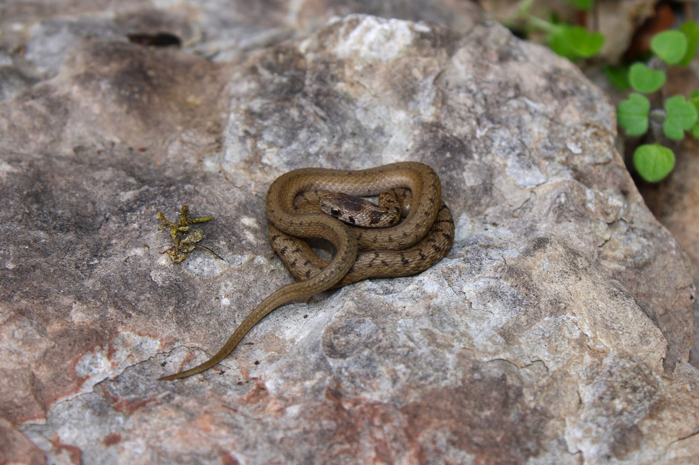 DeKay's Brownsnake