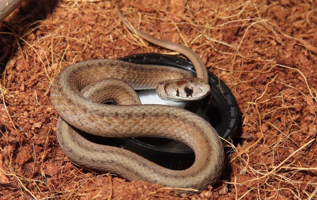 A young DeKay's brownsnake with the pale neck collar fading toward adult brown coloration