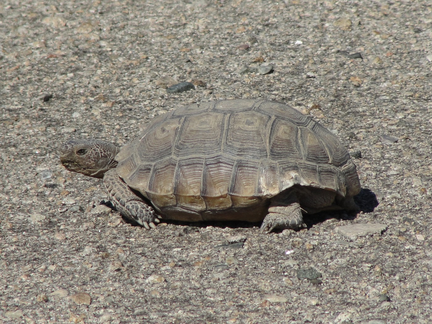 Desert Tortoise