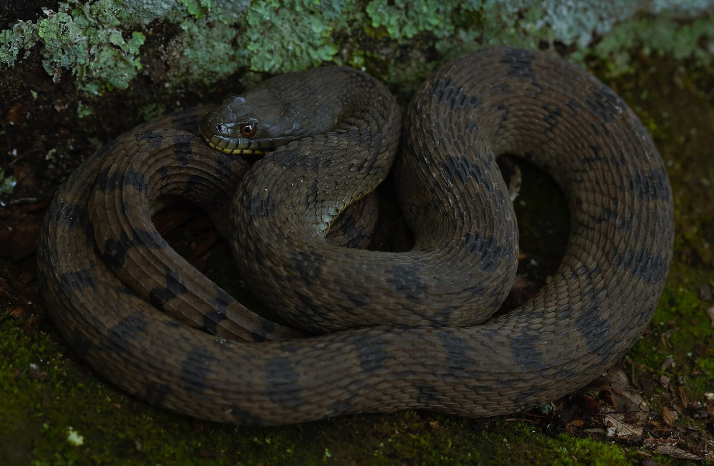 Diamondback Watersnake