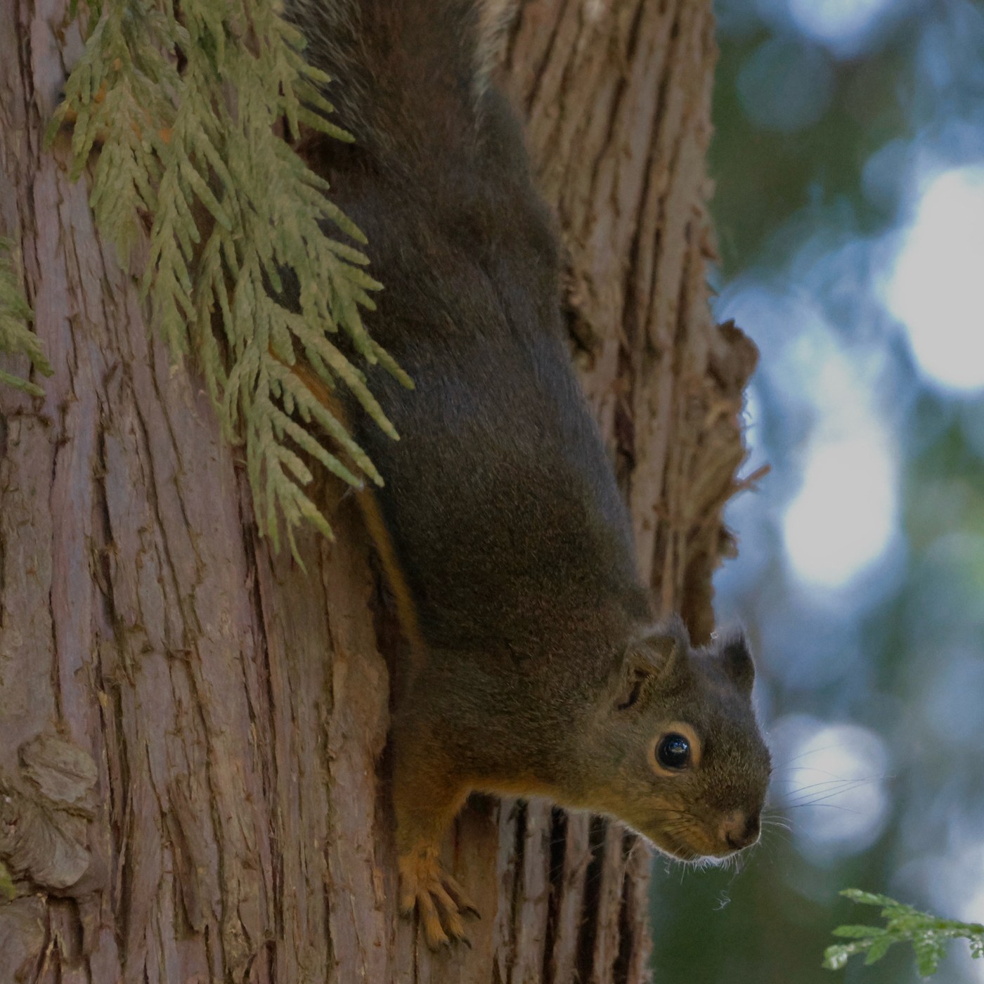 Douglas Squirrel (Chickaree)