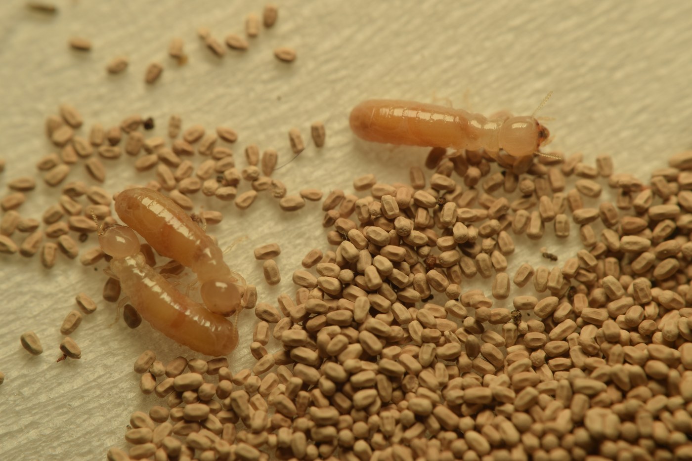 Drywood Termites