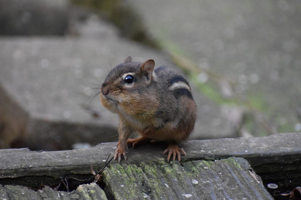 Eastern Chipmunk