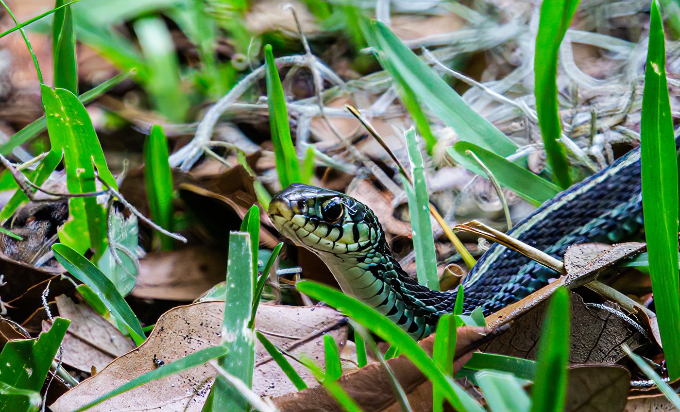 Eastern Gartersnake