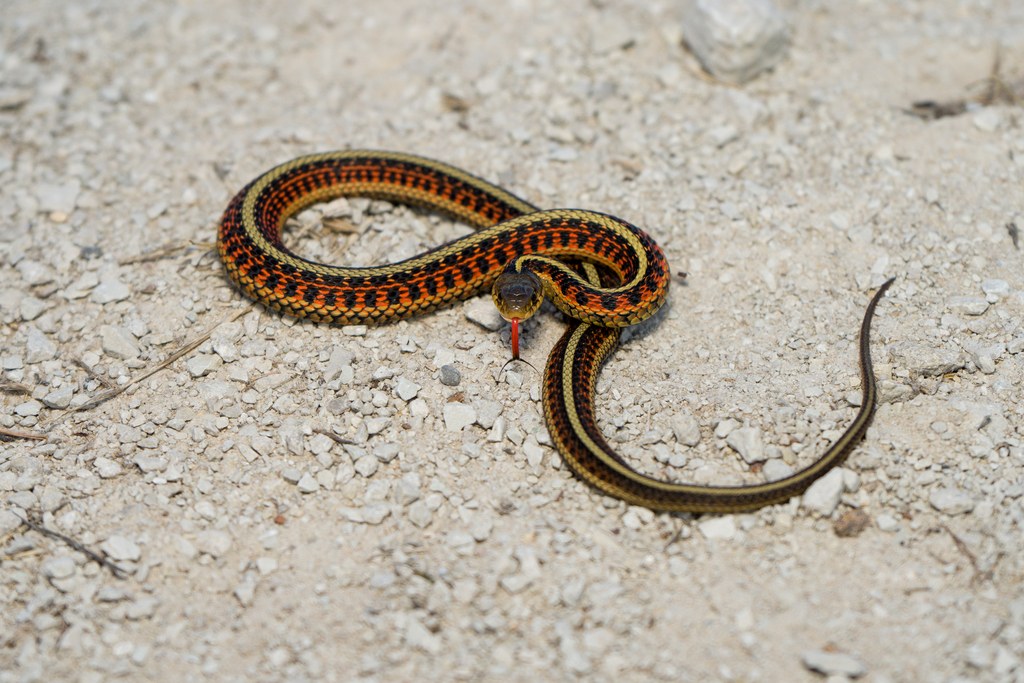 A young eastern gartersnake in grass, patterned like an adult but much smaller