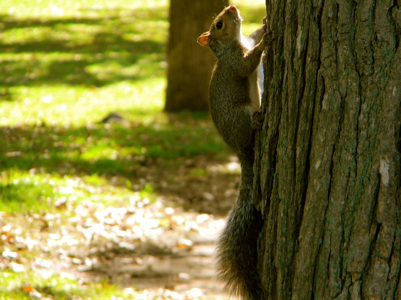 An adult eastern gray squirrel showing the gray coat and bushy tail
