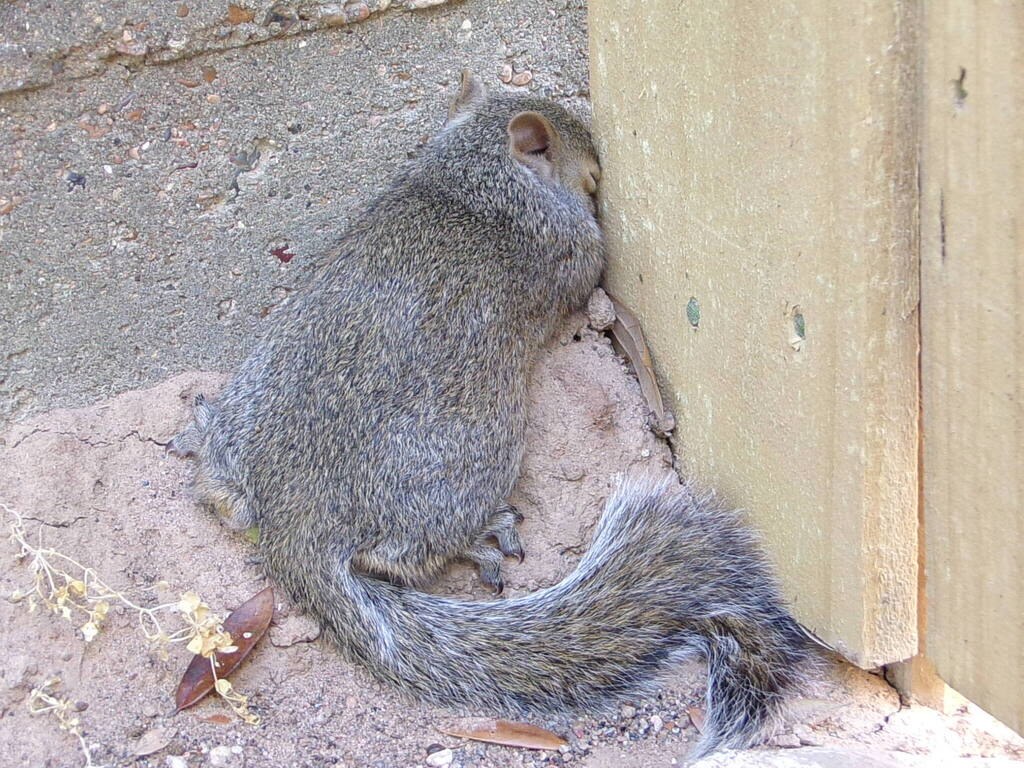 Eastern Gray Squirrel