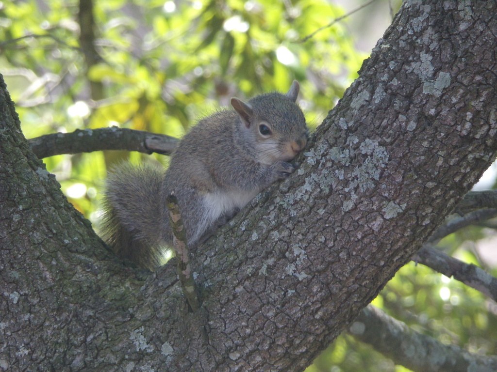 A half-grown gray squirrel outside the nest