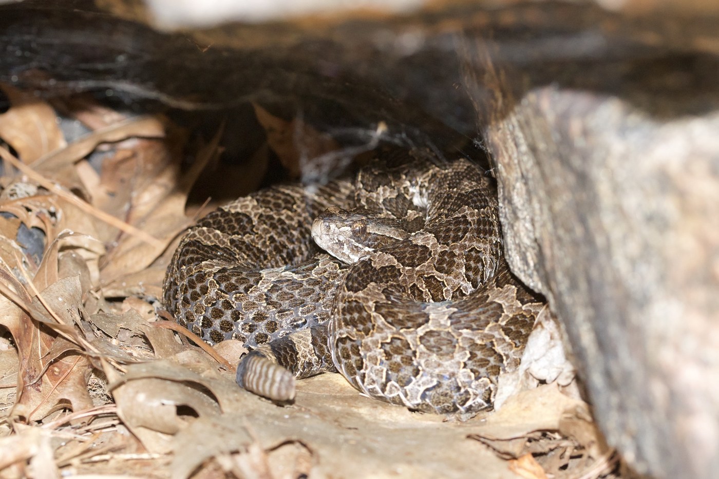 Eastern Massasauga Rattlesnake