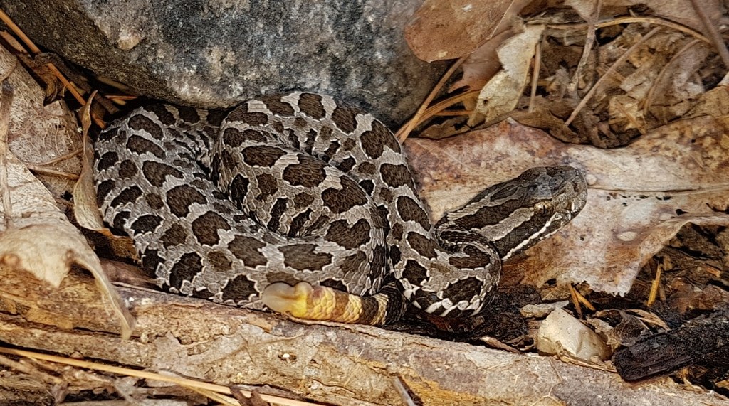 A juvenile eastern massasauga rattlesnake showing a vividly contrasted blotched pattern