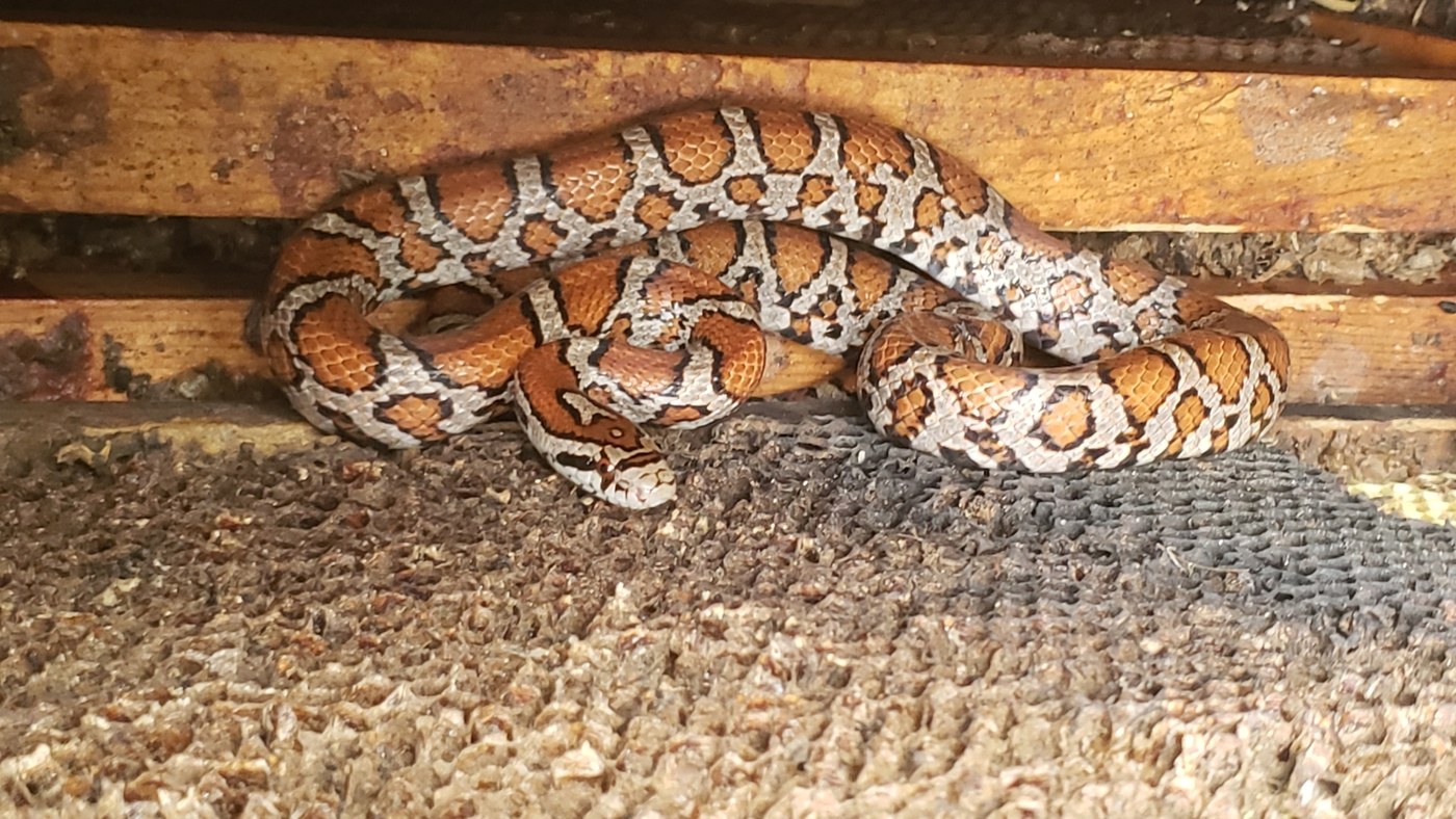 Eastern Milksnake