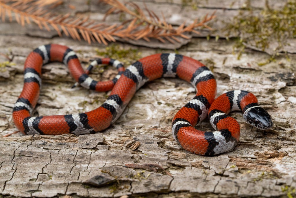 A newly hatched eastern milksnake showing bright red-orange coloring