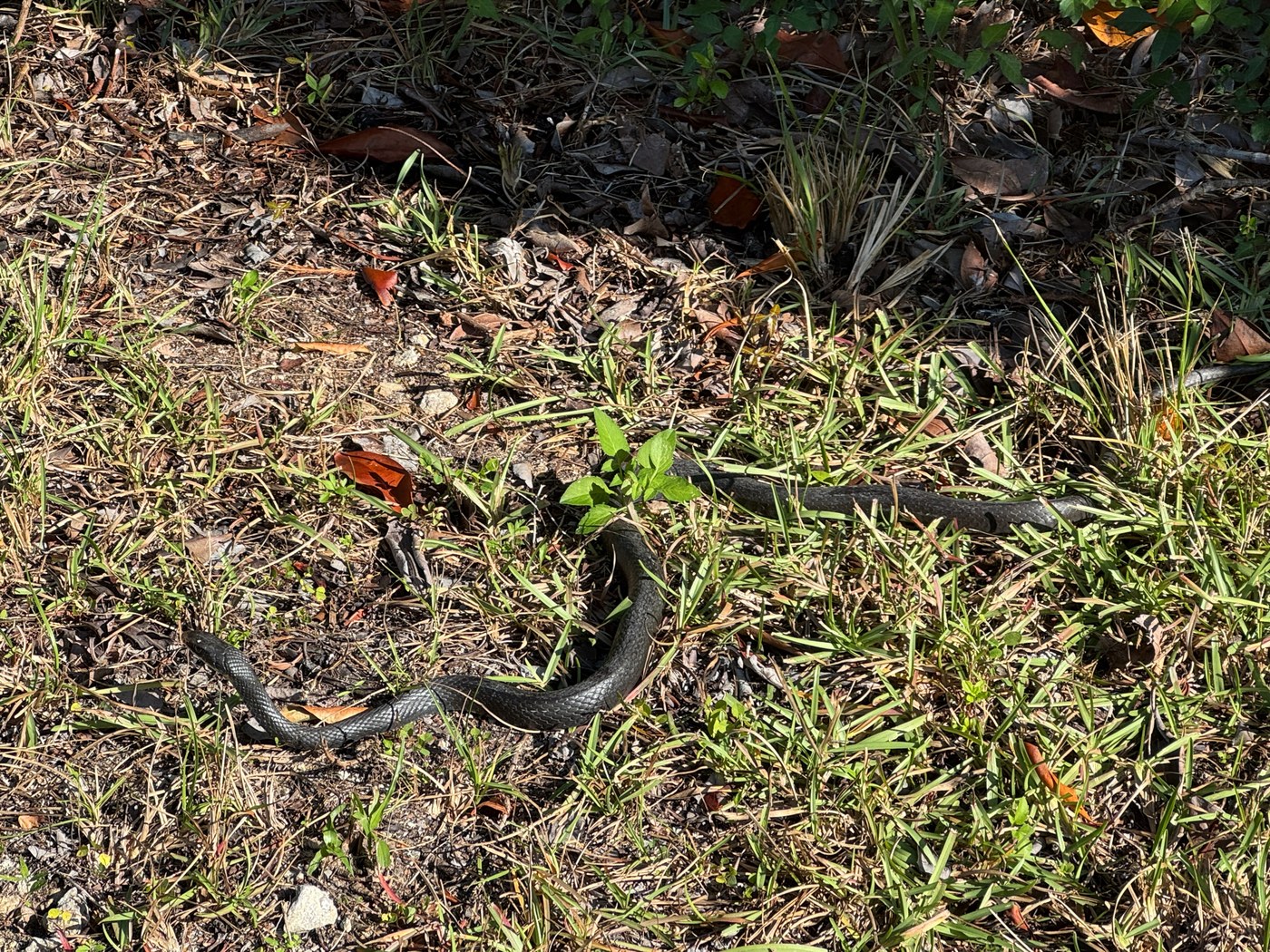 An adult racer in open grass, solid-colored with a slender body and long tail