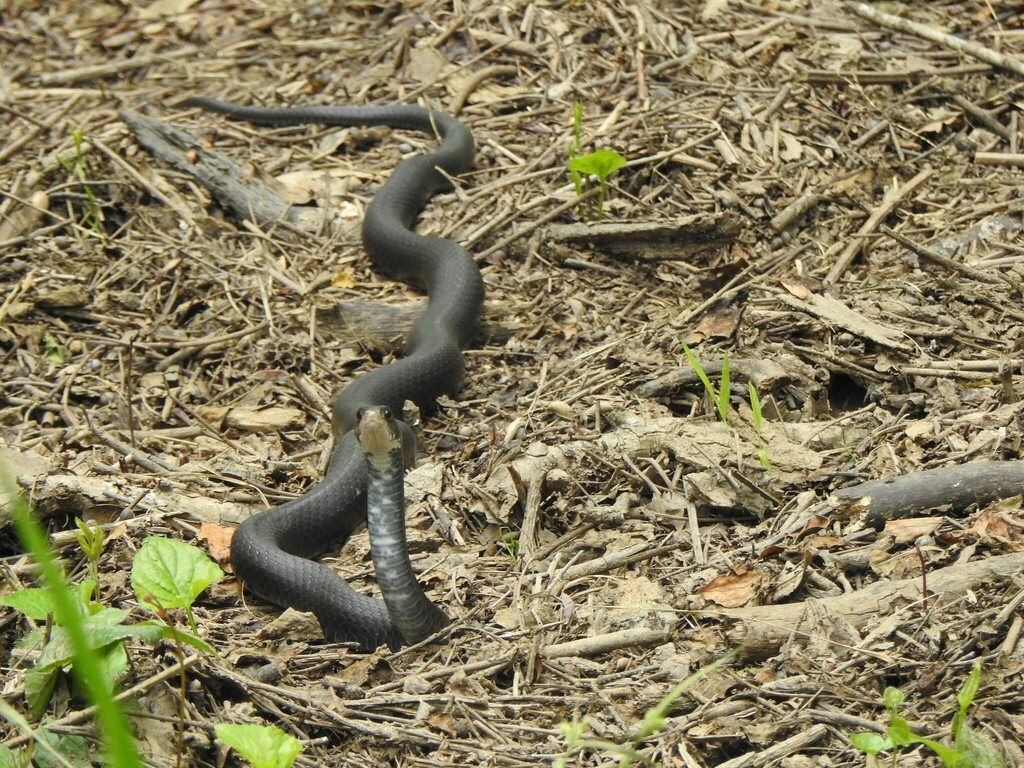 Eastern Racer