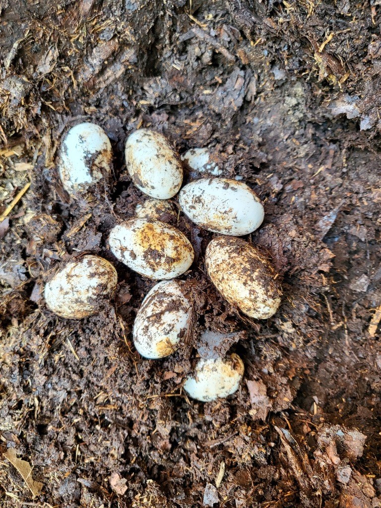 A clutch of elongate white ratsnake eggs in a rotting log